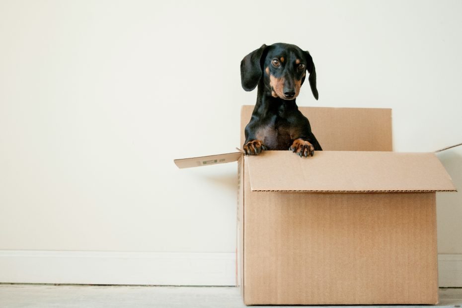 一只小猎犬站在纸箱中，搬家去澳大利亚达尔文